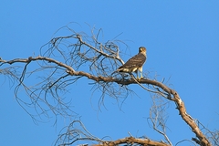 Accipiter melanoleucus