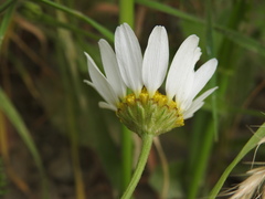 Anthemis chia