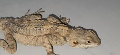 Laudakia vulgaris