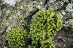 Homalothecium sericeum