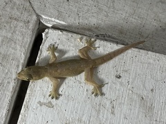 Hemidactylus platyurus