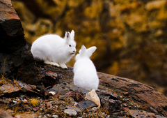 Arctic Hare photo 3