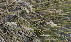 Poa glauca