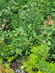 Prunus padus