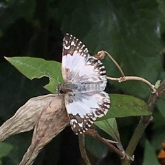 Heliopetes omrina