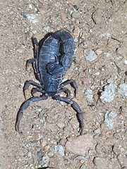 Parabuthus transvaalicus