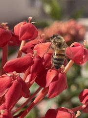 Apis mellifera