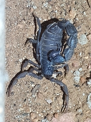 Parabuthus transvaalicus