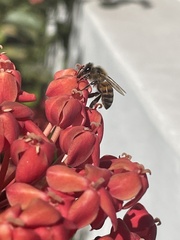 Apis mellifera