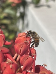 Apis mellifera