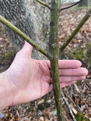 Acer pensylvanicum