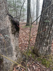 Acer pensylvanicum