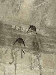 Balantiopteryx plicata
