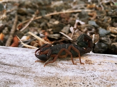Centruroides edwardsii