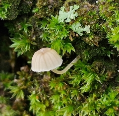 Mycena pseudocorticola