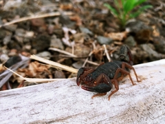 Centruroides edwardsii
