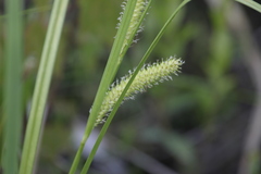 Carex utriculata
