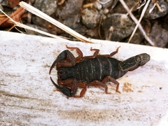 Centruroides edwardsii