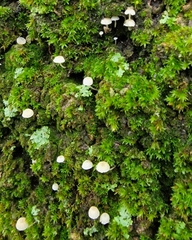 Mycena pseudocorticola