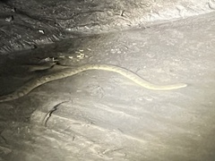 Cerberus schneiderii