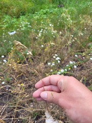 Bromus arvensis