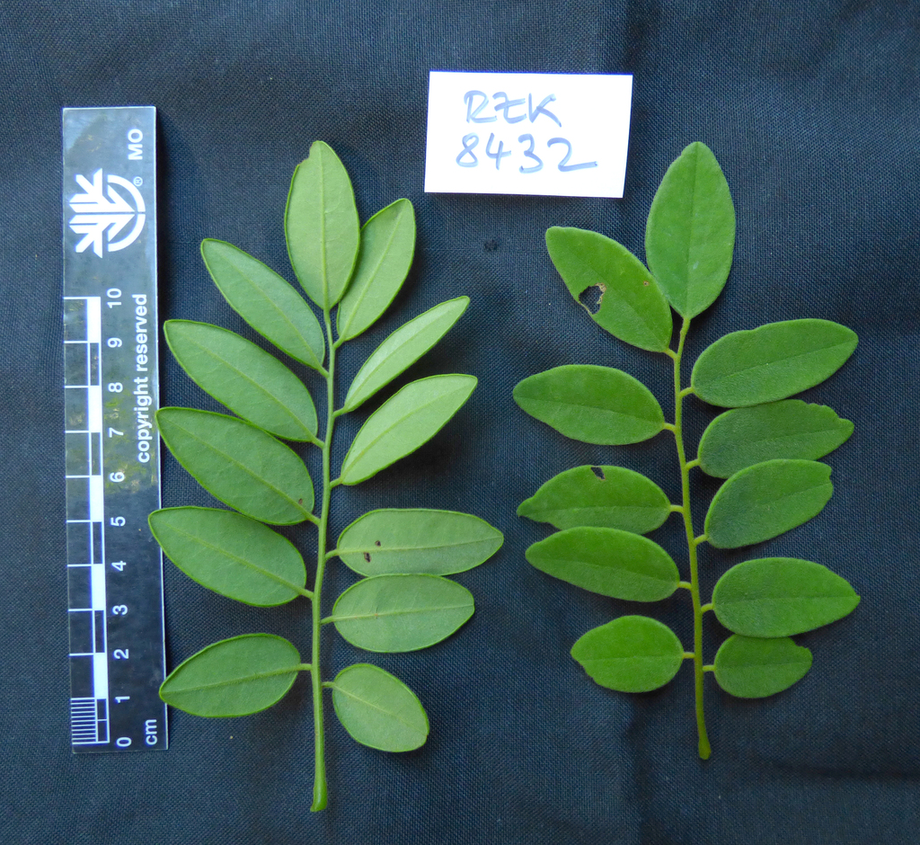 Dalbergia louvelii (Madagaskar Palisander)