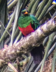 Pharomachrus auriceps