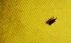 Sitophilus