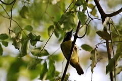 Anthreptes reichenowi