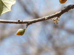 Cordia macleodii
