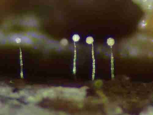 Representative image of Echinostelium