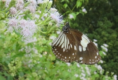 Euploea radamanthus