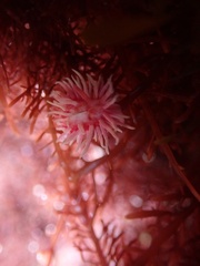 Okenia rosacea