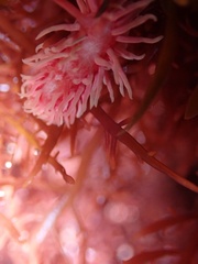 Okenia rosacea
