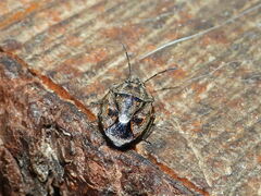 Holcogaster fibulata