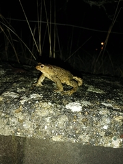 Bufo bufo