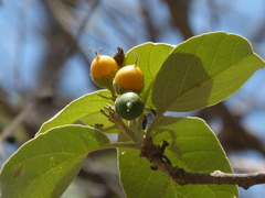 Cordia macleodii