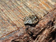 Holcogaster fibulata