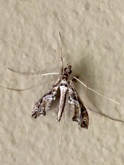 Lineodes