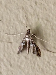 Lineodes