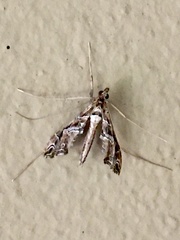 Lineodes