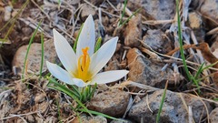 Crocus aleppicus