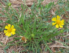 Helenium amarum