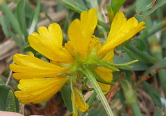 Helenium amarum