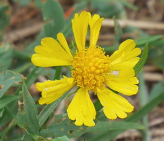 Helenium amarum