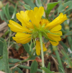 Helenium amarum