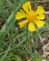 Helenium amarum