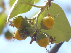 Cordia macleodii