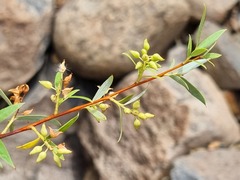 Salix mucronata