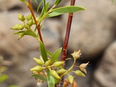 Salix mucronata